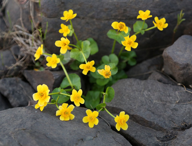 Image of Caltha arctica specimen.