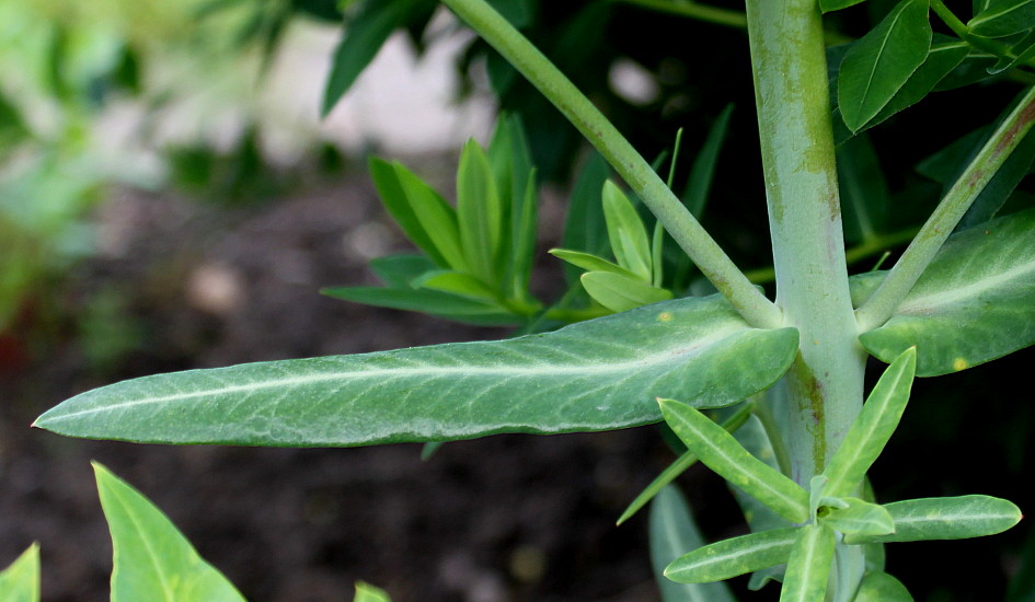 Изображение особи Euphorbia lathyris.