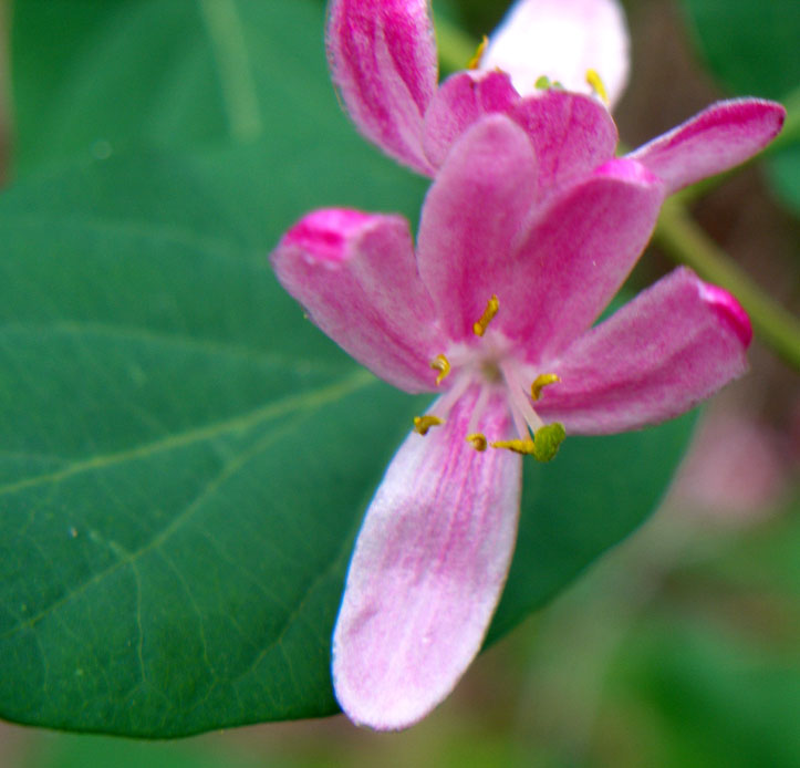 Image of Lonicera tatarica specimen.