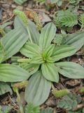 Plantago depressa