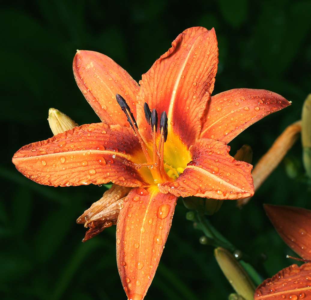 Image of Hemerocallis &times; hybrida specimen.