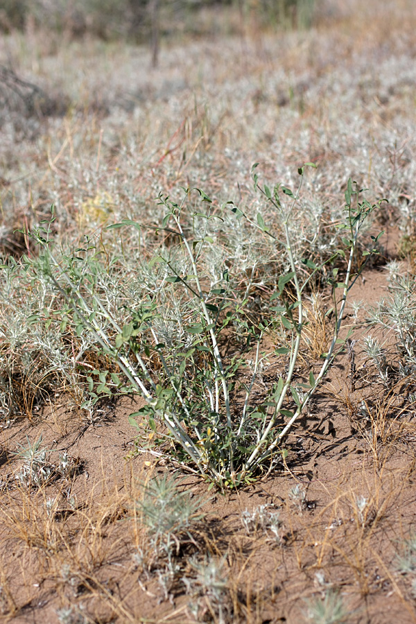 Image of familia Fabaceae specimen.