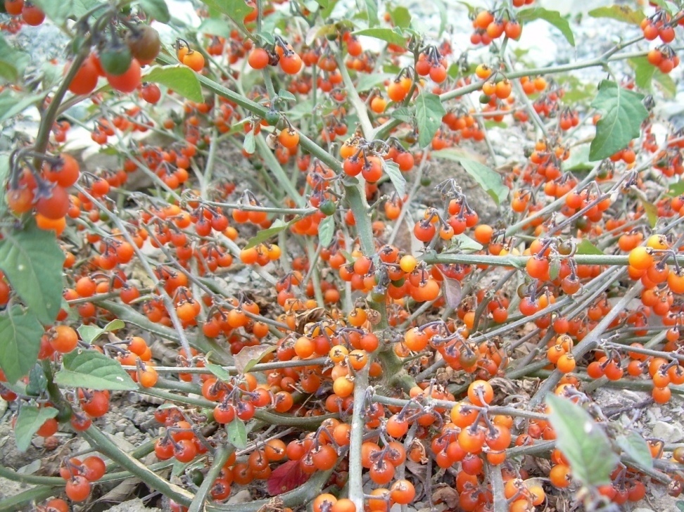 Image of Solanum zelenetzkii specimen.