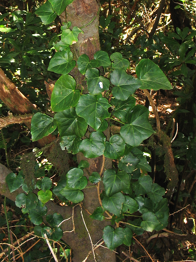 Image of Hedera canariensis specimen.