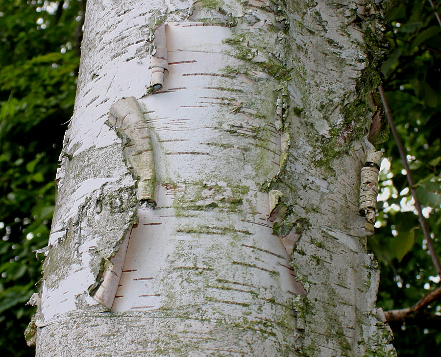 Изображение особи Betula utilis var. jacquemontii.