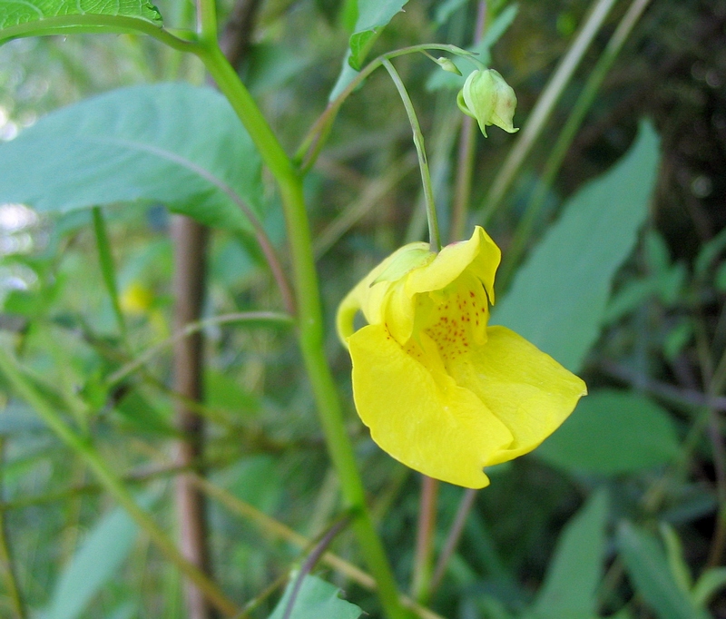 Изображение особи Impatiens noli-tangere.