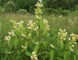 Galeopsis speciosa. Верхушка цветущего растения. Тверская обл., Кимрский р-н, луг возле дер. Игнатово. 29.06.2011.