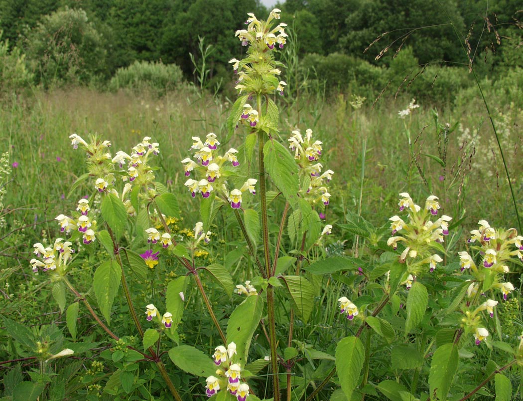 Изображение особи Galeopsis speciosa.