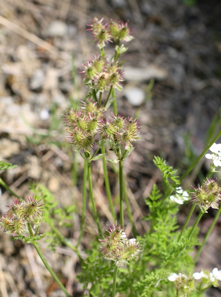 Image of Caucalis platycarpos specimen.