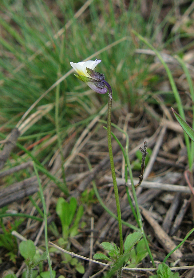 Image of Viola arvensis specimen.