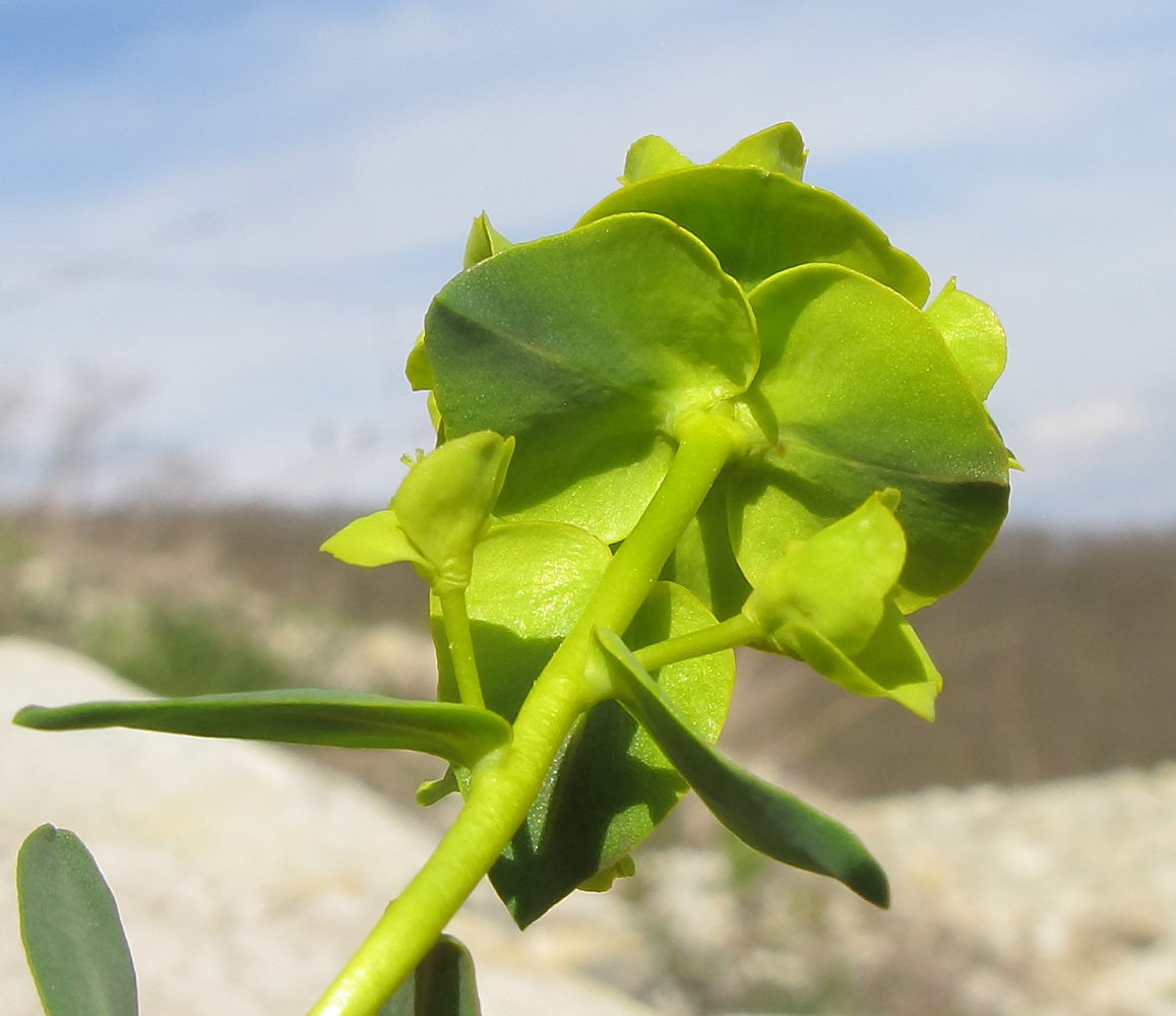 Изображение особи Euphorbia petrophila.