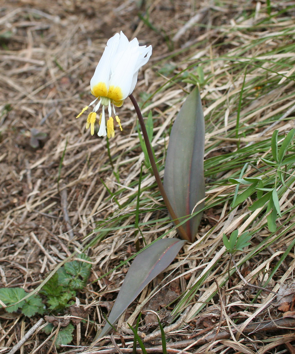 Image of Erythronium krylovii specimen.