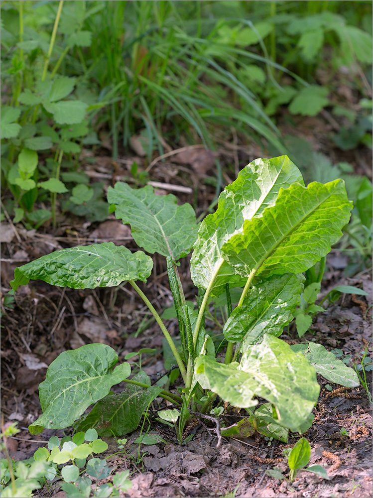 Image of Rumex obtusifolius specimen.