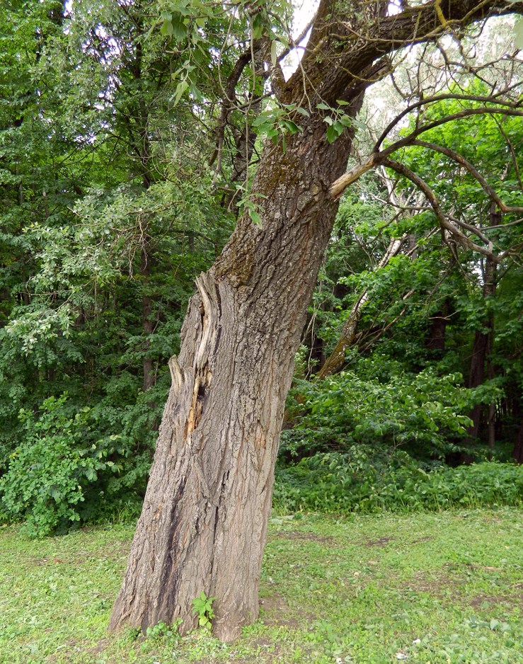 Image of Populus alba specimen.