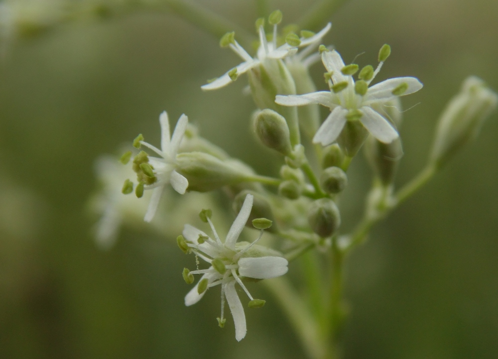 Изображение особи Silene wolgensis.