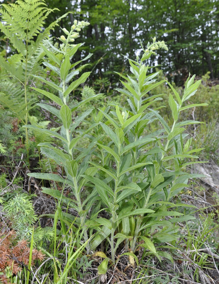 Изображение особи Digitalis grandiflora.