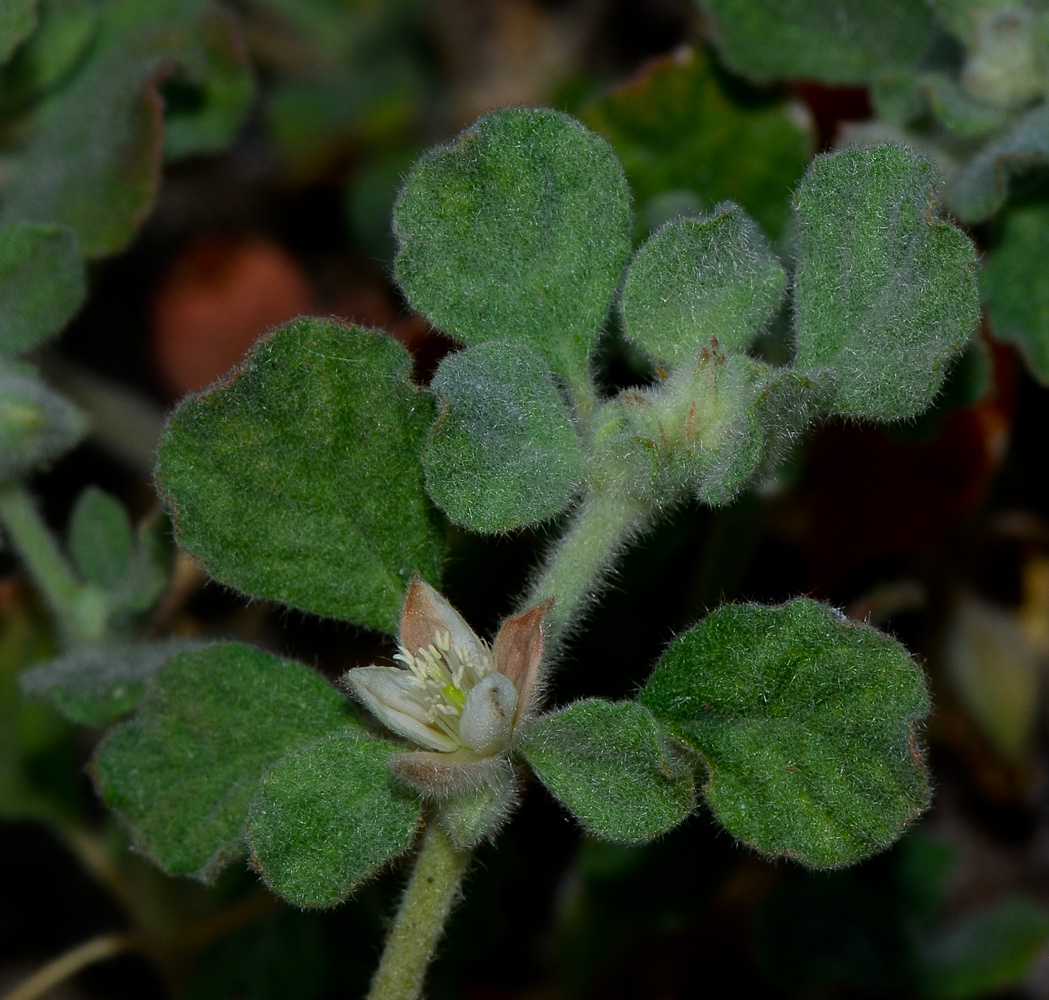 Image of Glinus lotoides specimen.