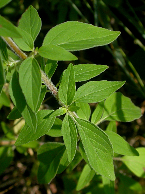 Image of Origanum vulgare specimen.