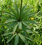 Lilium pilosiusculum