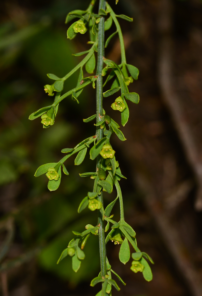 Image of Osyris alba specimen.