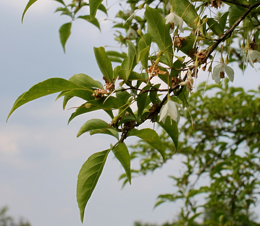 Изображение особи Halesia carolina.