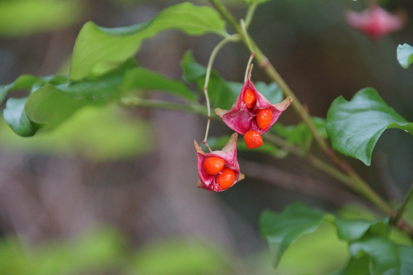 Image of Euonymus latifolius specimen.