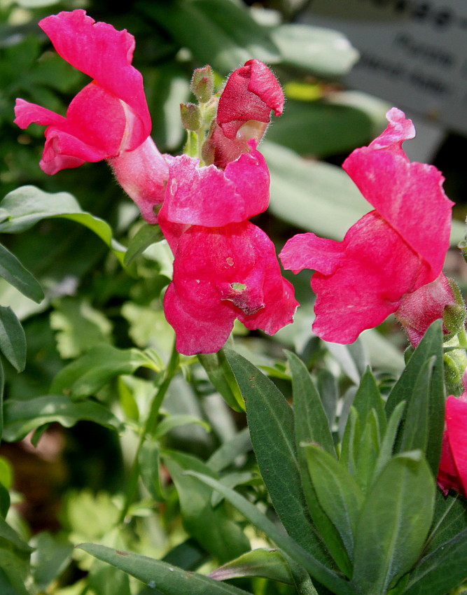 Изображение особи Antirrhinum majus.