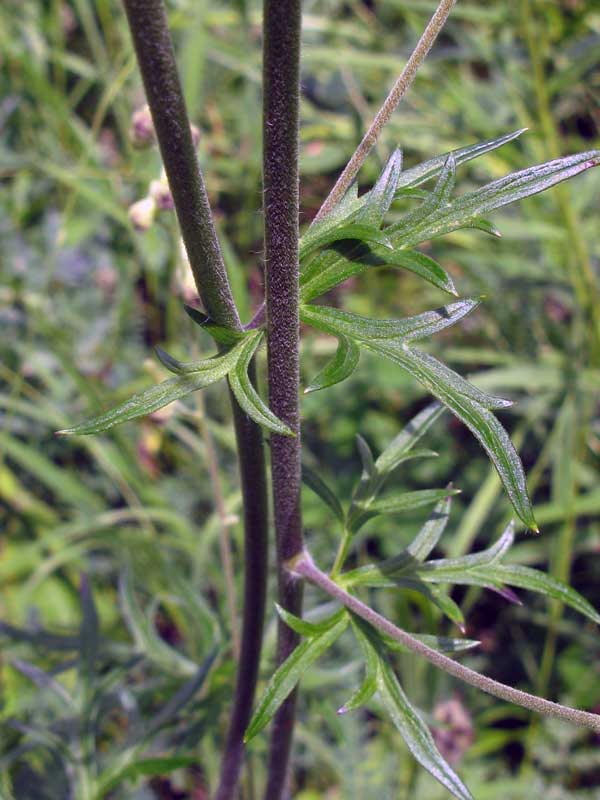 Image of Aconitum barbatum specimen.