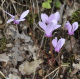 Cyclamen hederifolium. Цветущее растение. Греция, окр. г. Салоники, Хортиатис (Χορτιάτης), 1000 м н.у.м. 10.09.2014.