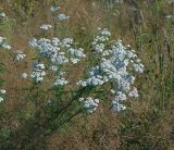 Achillea millefolium