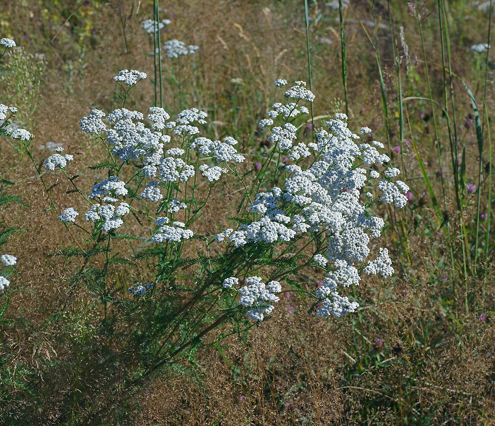 Image of Achillea millefolium specimen.