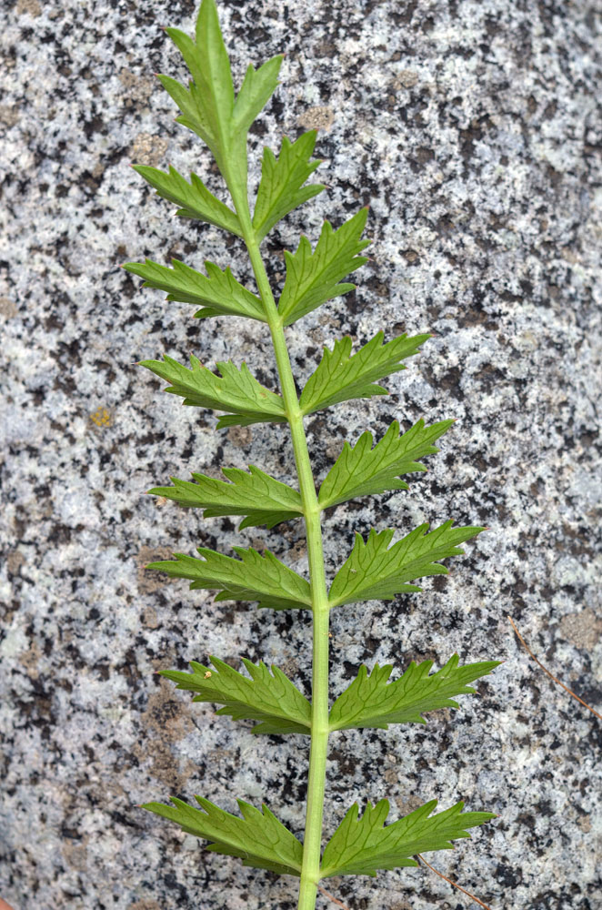 Image of Seseli mucronatum specimen.