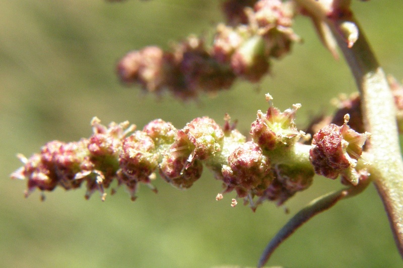 Image of Atriplex prostrata specimen.