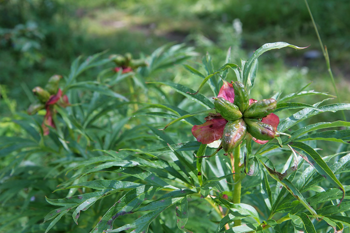 Image of Paeonia anomala specimen.