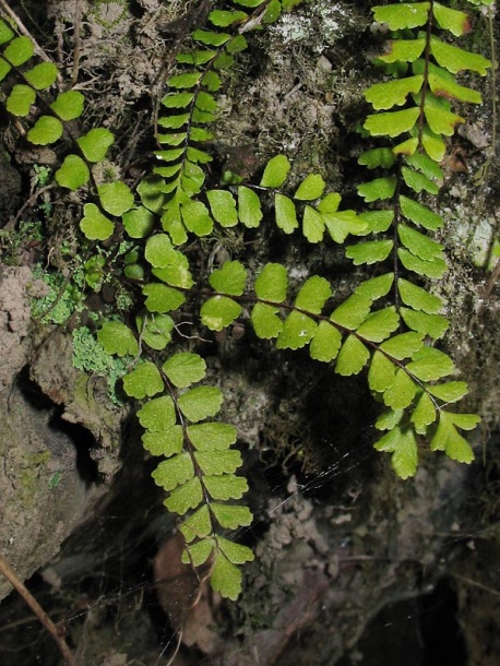 Image of Asplenium trichomanes specimen.