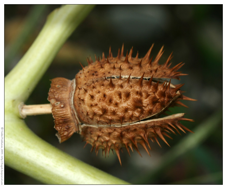 Изображение особи Datura stramonium.