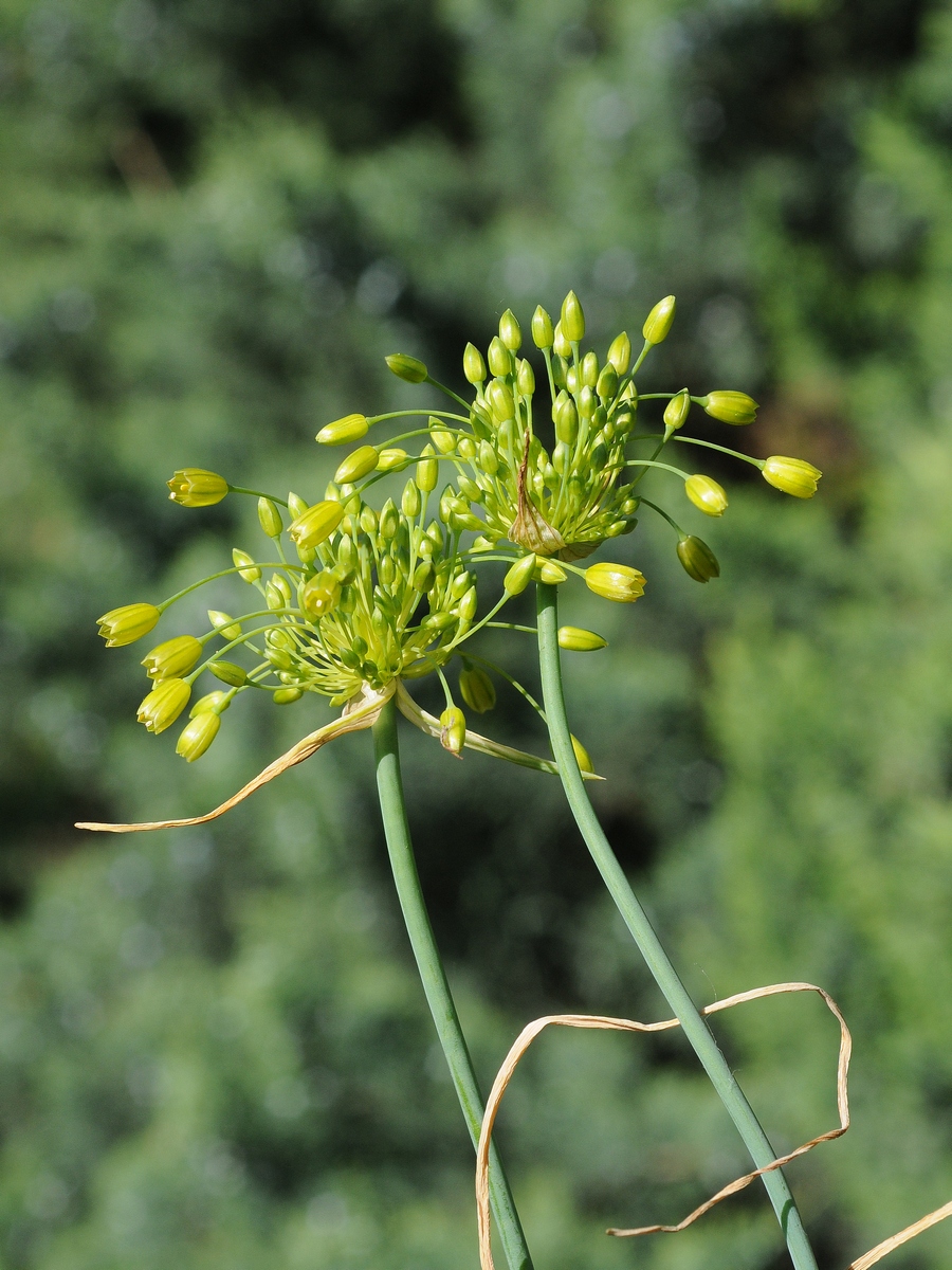 Image of Allium chloranthum specimen.