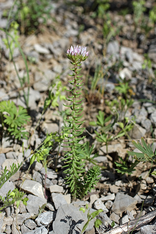 Image of genus Pseudosedum specimen.