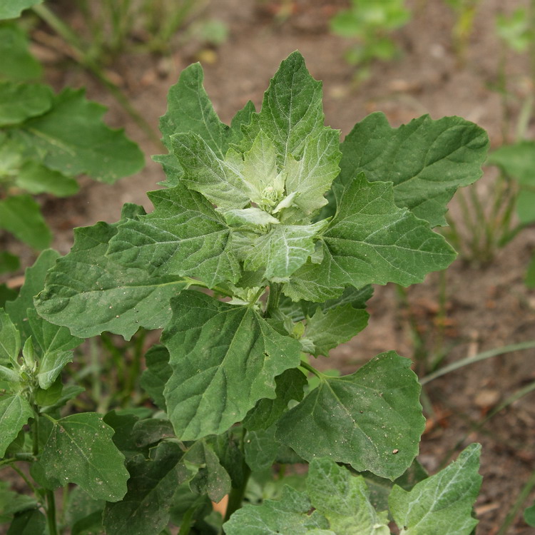 Изображение особи Chenopodium album.