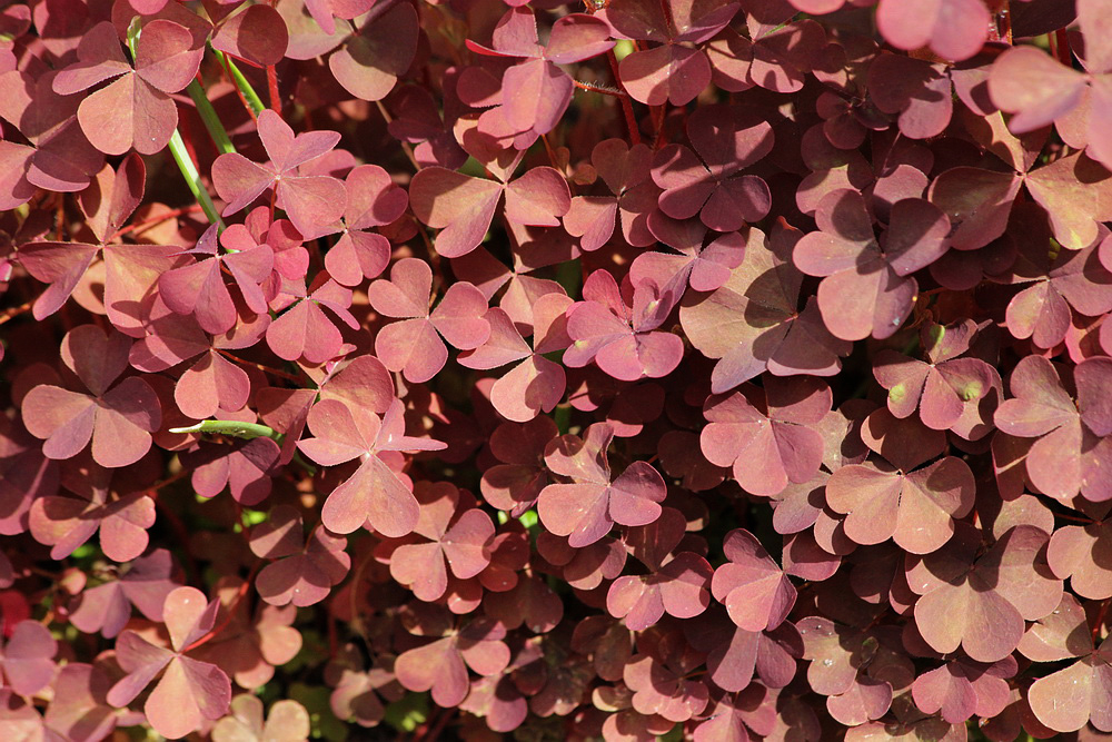 Image of Oxalis stricta specimen.