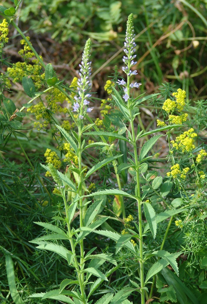 Image of Veronica linariifolia specimen.