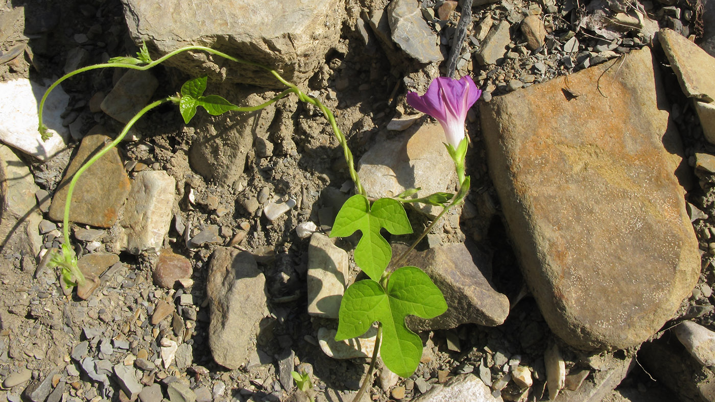 Image of Ipomoea purpurea specimen.