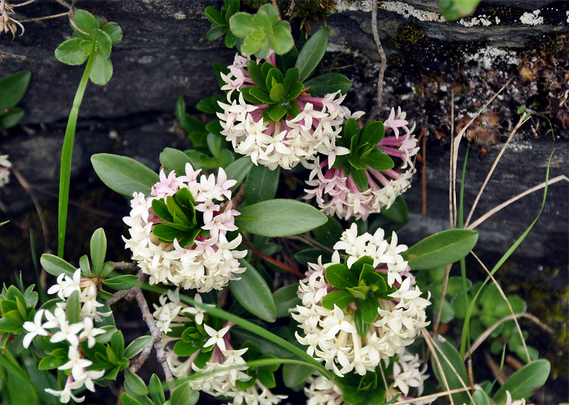 Image of Daphne glomerata specimen.