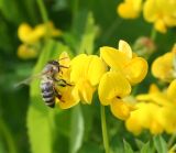 Lotus corniculatus. Соцветие с фуражирующей пчелой медоносной (Apis mellifera L.). Восточный Казахстан, Уланский р-н, с. Украинка, дачный участок, в культуре. 15.06.2013.