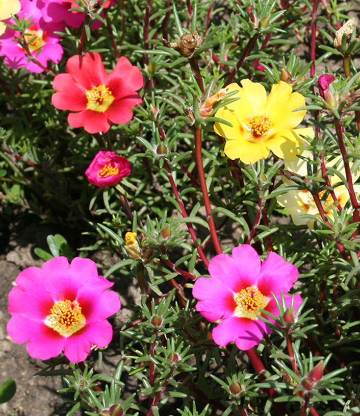 Image of Portulaca grandiflora specimen.