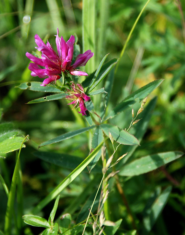 Image of Trifolium lupinaster specimen.