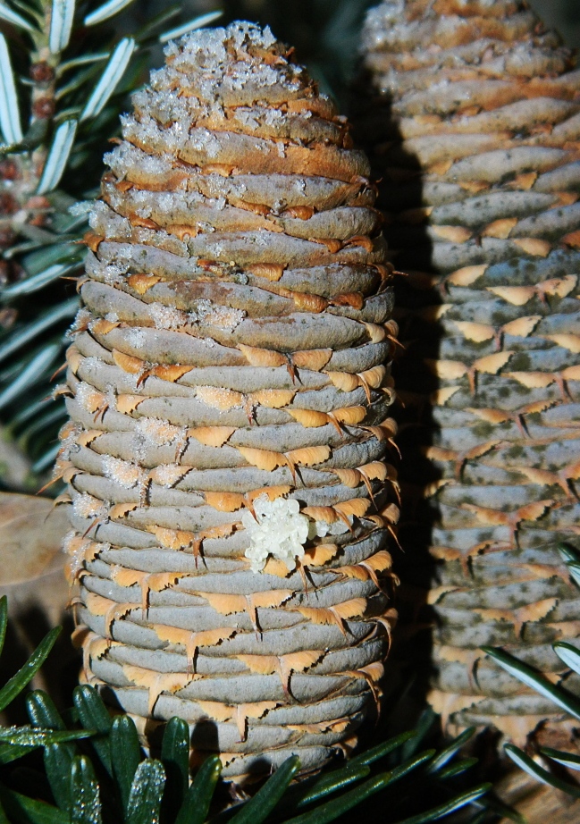 Image of Abies koreana specimen.