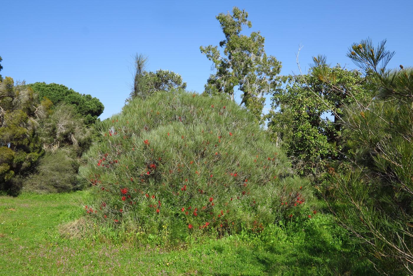 Изображение особи Hakea bucculenta.