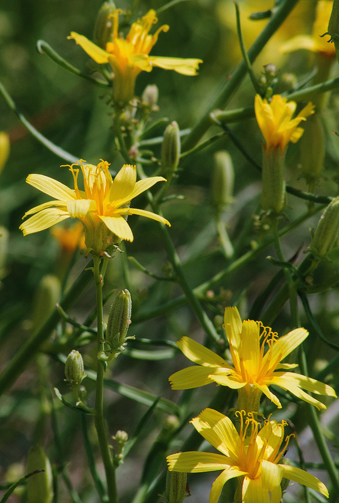 Image of Youngia tenuifolia ssp. altaica specimen.