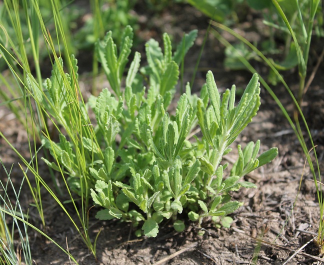 Изображение особи Teucrium capitatum.